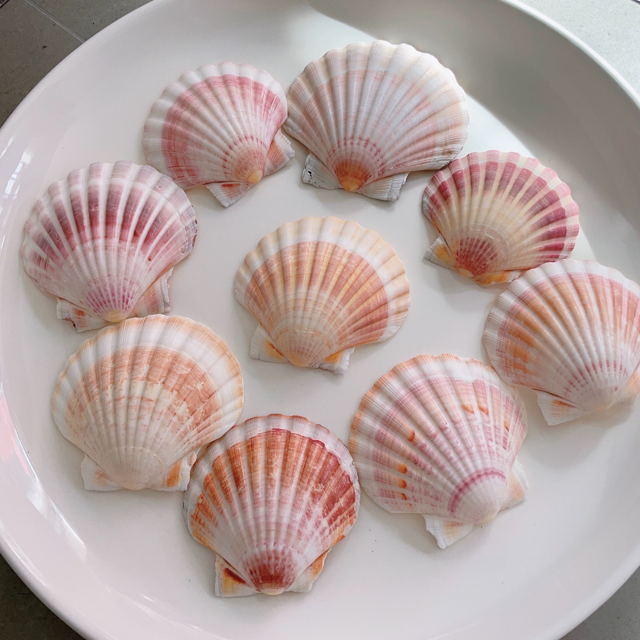 天然海螺贝壳DIY绘画专用壳夏威夷烧烤扇贝墙贴鱼缸造景装饰品图片