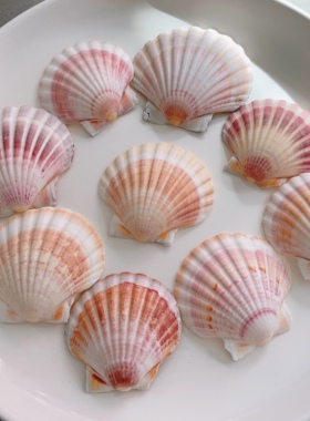 天然海螺贝壳DIY绘画专用壳夏威夷烧烤扇贝墙贴鱼缸造景装饰品