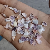 天然小贝壳 儿童幼儿园手工diy材料 彩色白色紫色瓜子贝指甲贝