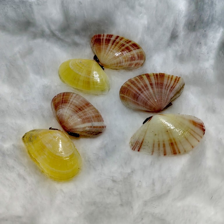 天然彩色贝壳 樱桃贝整只两面 稀有标本收藏精品相框diy材料