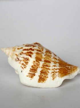 斧头螺海螺贝壳 水族鱼缸造景装饰广告橱窗设计道具61儿童玩具