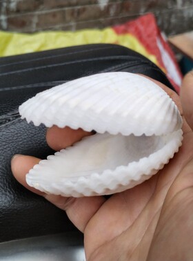 天然大贝壳 可开合白色心形贝壳 创意结婚戒指礼盒女生日惊喜礼物