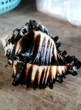 天然海螺寄居蟹替换壳