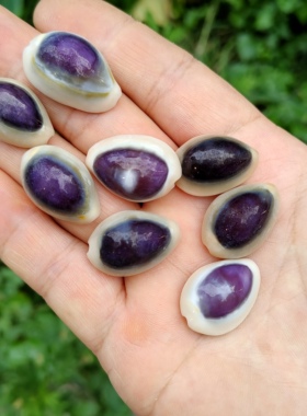 紫心宝螺天然紫色海螺蓝眼睛宝螺贝壳稀有收藏标本螺海洋水族装饰