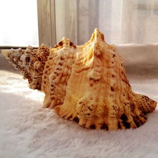 可听海风声 鱼缸造景橱窗创意 天然海螺超大摆件 石号螺石头螺