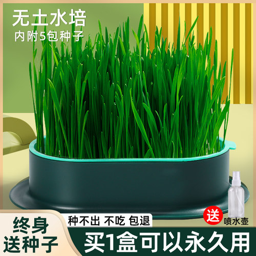 【终身送种子】猫草盆栽种子