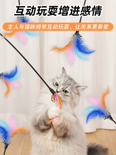 Дразнящая кошка котенок котенок дразнящие кошки принадлежит Daquan