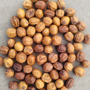 苦楝子新鲜采摘老楝树果 土楝子生苦练枣子楝实苦心子手串原籽