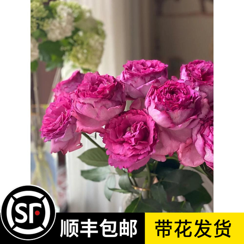 伊芙伯爵欧月季玫瑰花苗伊芙系列灌木盆栽大花浓香抗病四季开花