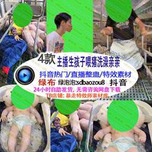 抖音真人直播整蛊 主播生孩子喂猪洗澡亲亲 绿幕特效视频素材定制