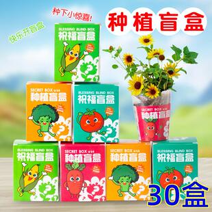 儿童种植盲盒小盆栽室内桌面绿植幼儿园宝宝植物生长观察学生礼品