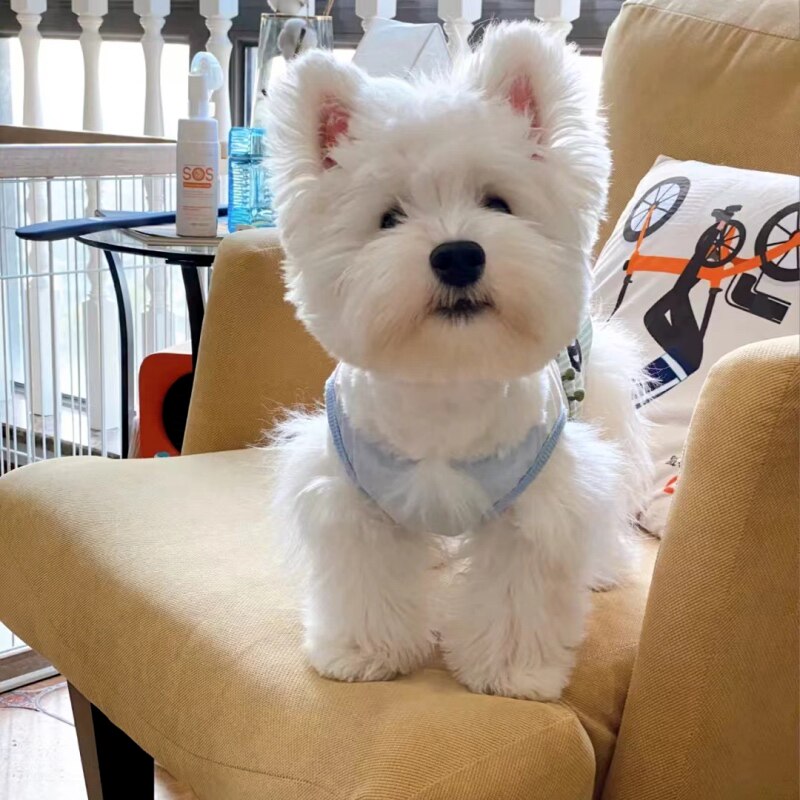 纯种西高地白梗幼犬西高地梗小狗西高地狗 上海杭州小不点犬舍