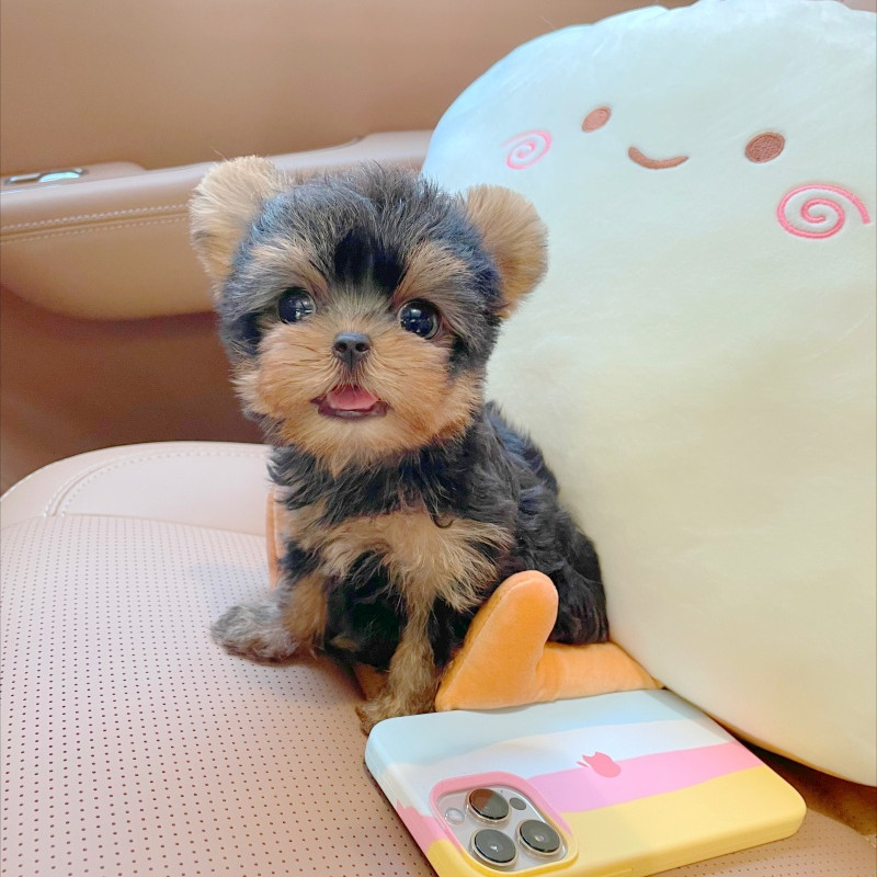 约克夏幼犬纯种活体金头银背小体茶杯犬家养宠物狗上海小不点犬舍