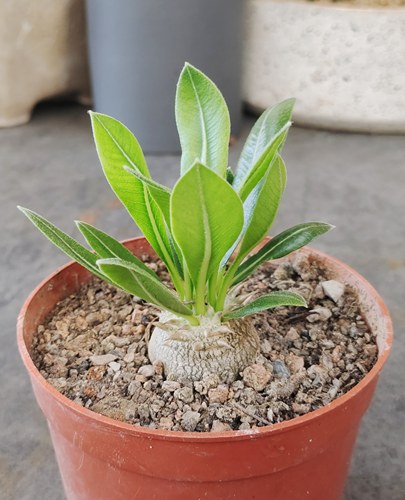 惠比大黑 P brevicaule x densiflorum 块根开黄色花多肉植物