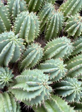 魁伟玉仙人球 创意多肉植物办公室防辐射小盆栽 仙人柱开花肉肉