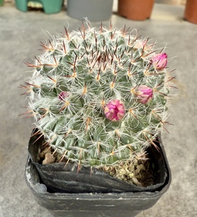 玉翁仙人球 实生开花多肉植物小盆栽 办公室桌面防辐射花卉大特价