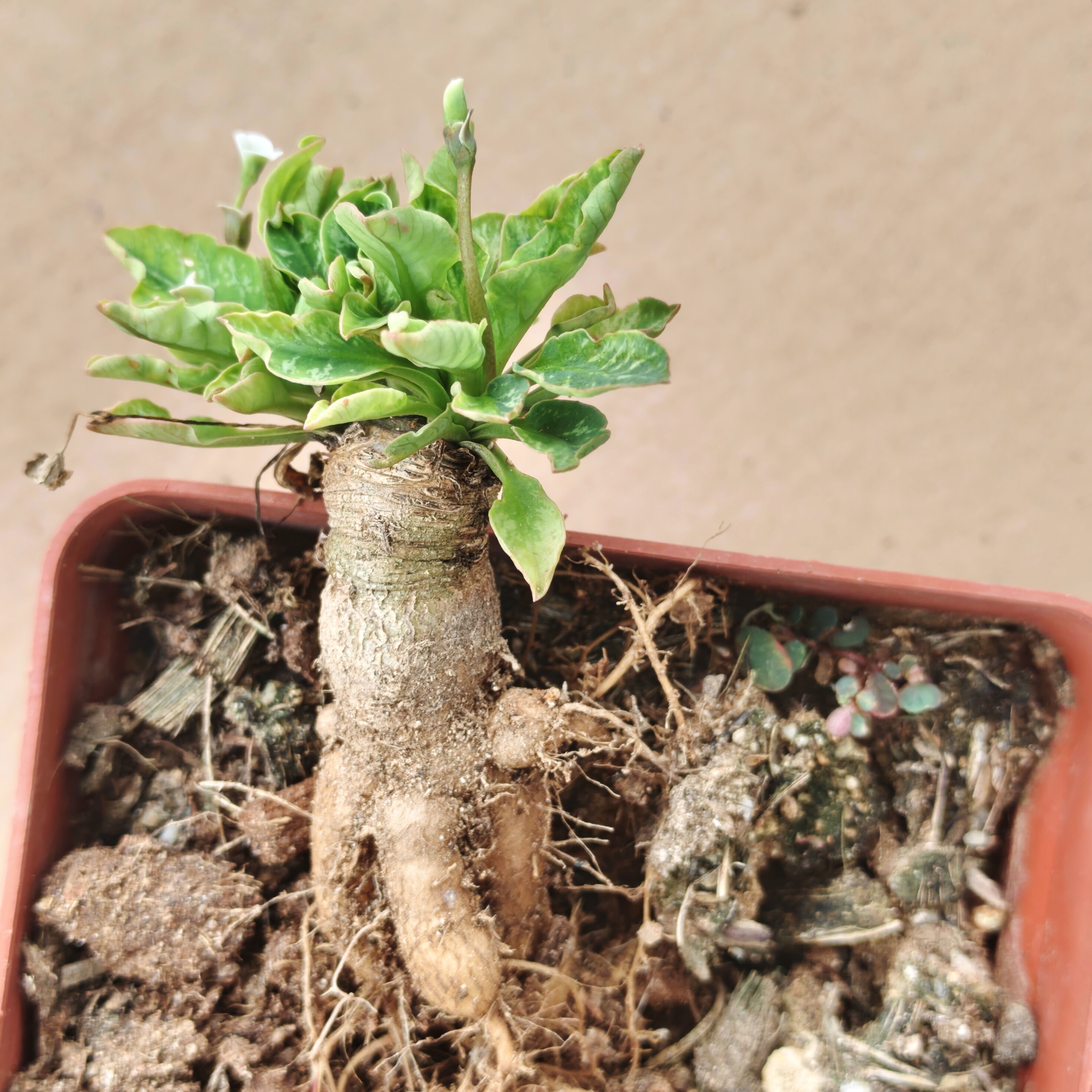 鱼骨块根大戟籽播多肉植物老桩群生造型盆栽桌面阳台绿植实生花卉