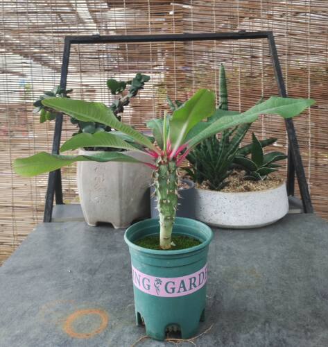 喷火龙Euphorbia viguieri大戟科多肉植物老桩小盆栽庭院绿植花卉