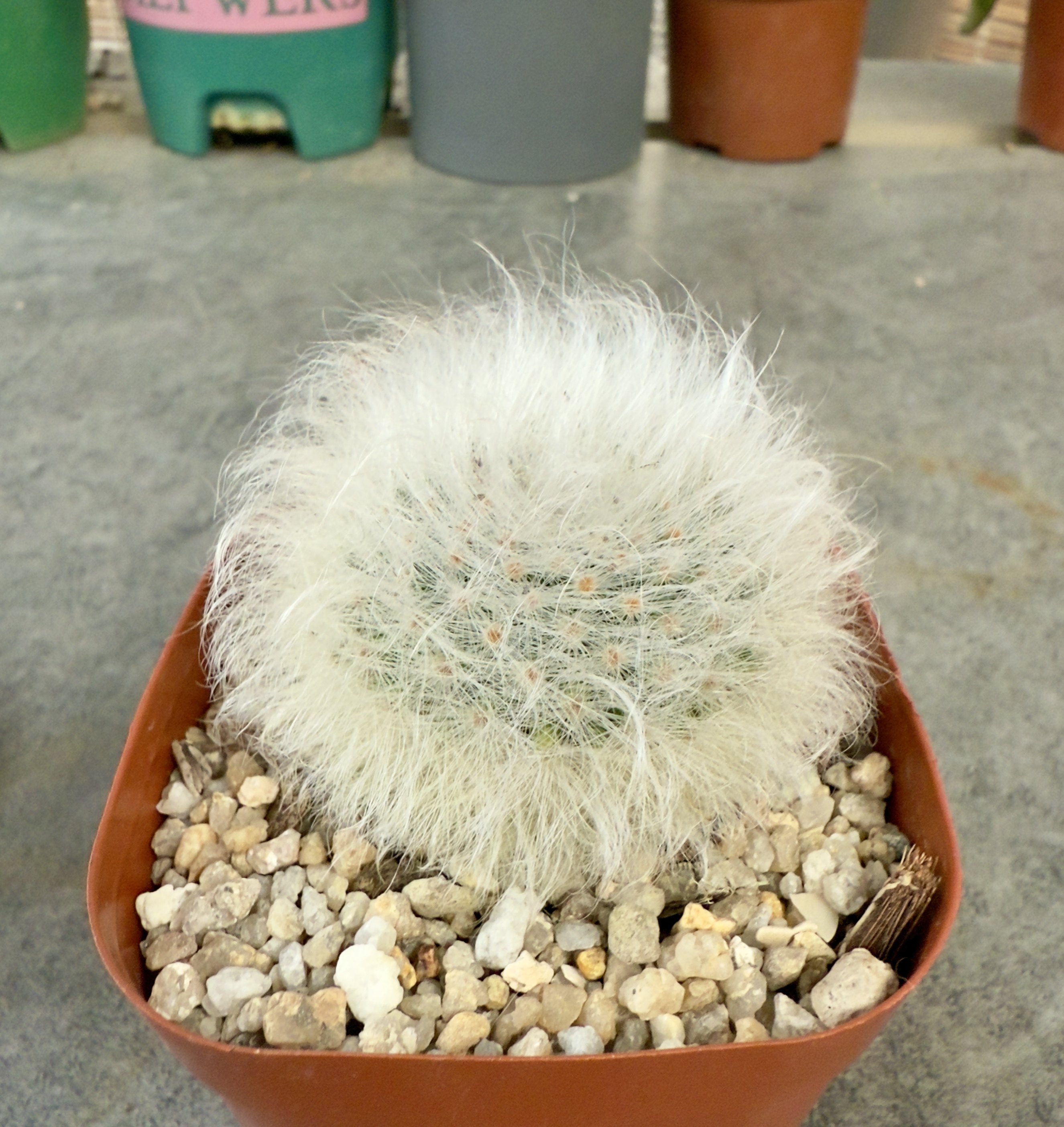 无刺丽光殿 软毛无刺不扎手仙人球可爱萌肉肉阳台花卉植物小盆栽