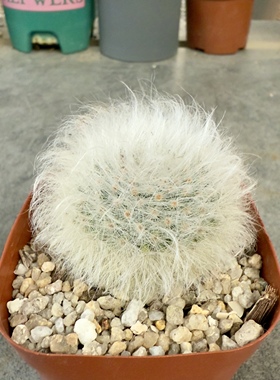 无刺丽光殿 软毛无刺不扎手仙人球可爱萌肉肉阳台花卉植物小盆栽