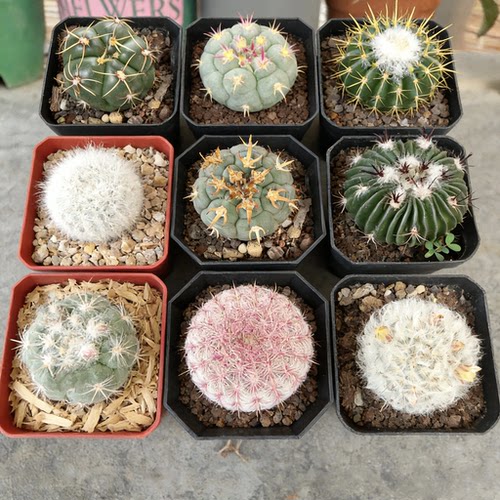 实生仙人球 籽播好养多肉植物小盆栽 防辐射花卉套餐新手桌面绿植
