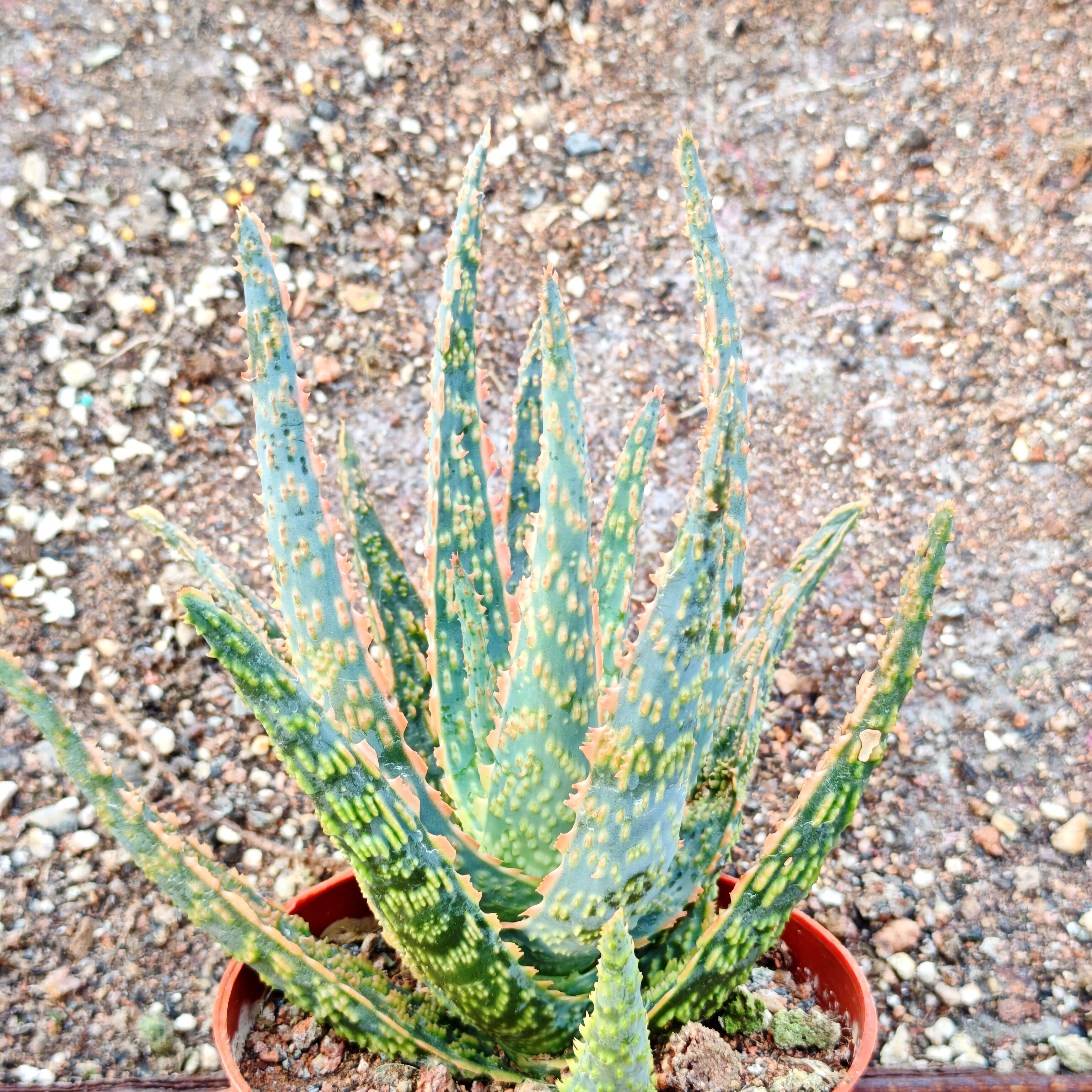 圣诞芦荟植物盆栽 阳台花卉老桩好养办公室可爱桌面绿植园艺造景
