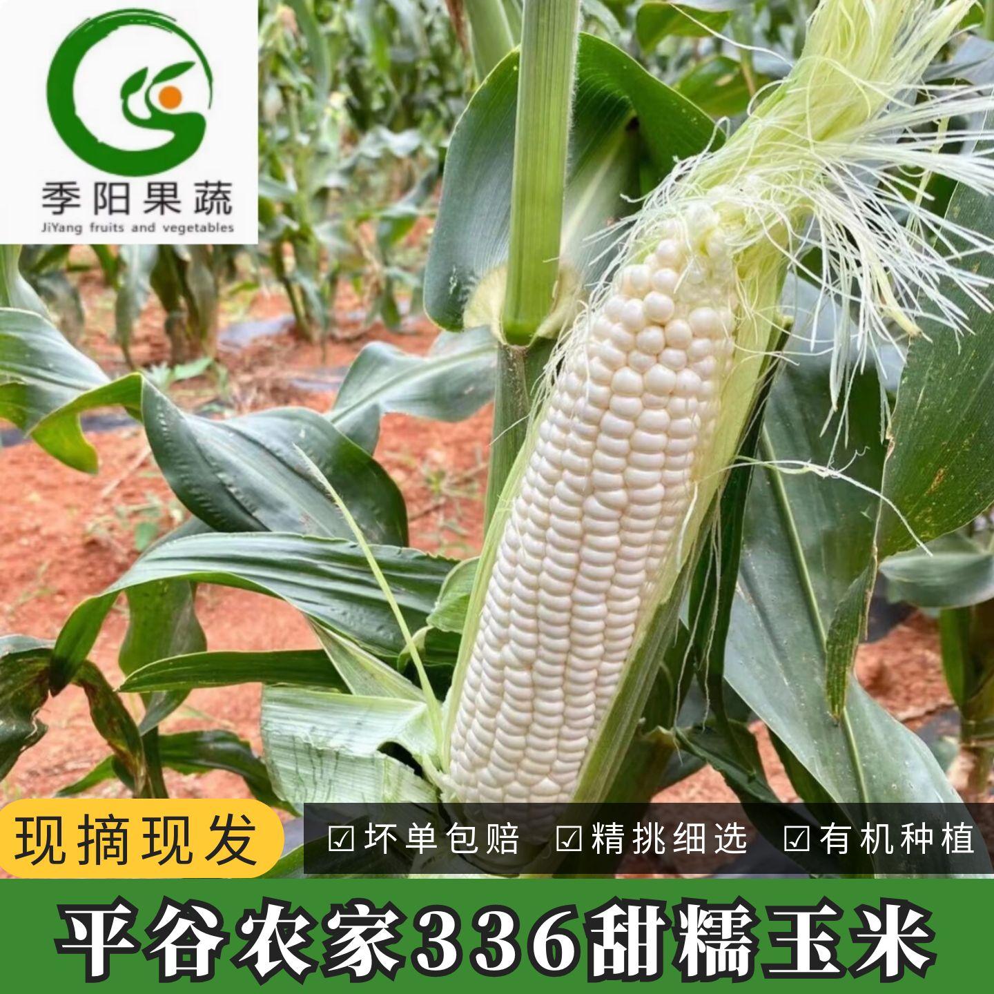 平谷现掰白糯玉米农科336