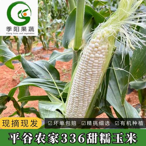 平谷现掰白糯玉米农科336