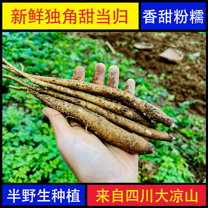 5斤凉山半野生新鲜甜当归煲汤炖鸡煮红糖鸡蛋口感类似山药甜粉糯