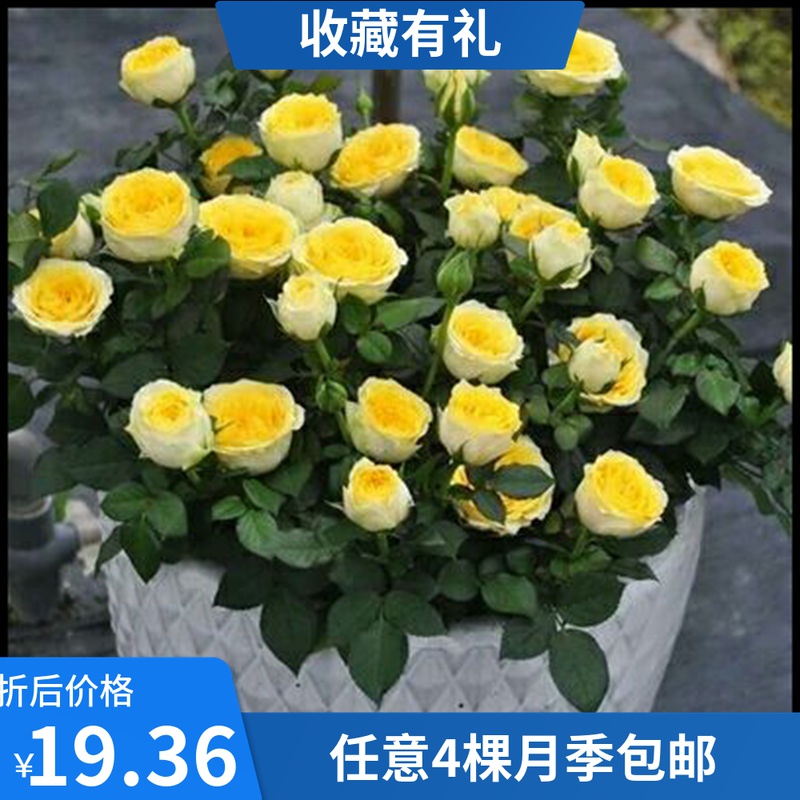 花隐园艺家|欧月 永远的黄金海岸 大花微型盆栽月季花卉微月小苗
