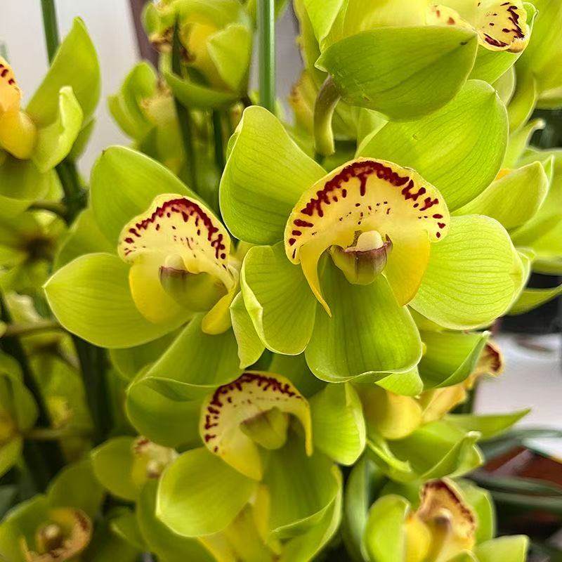 大花蕙兰年宵花盆栽花卉室内客厅耐寒好养多年生绣球袍玉观音惑花,鲜花速递/花卉仿真/绿植园艺,国兰/杂交兰/洋兰类,淘宝优惠券,粉丝福利购,淘宝优惠卷