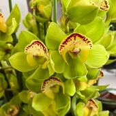 大花蕙兰年宵花盆栽花卉室内客厅耐寒好养多年生绣球袍玉观音惑花