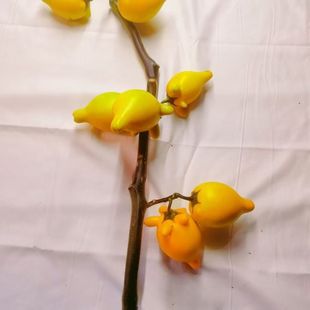 五代同堂果富贵发财福长寿果年宵鲜花长期摆件云南小猪佩奇