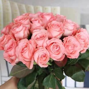 玫瑰花鲜花花束云南昆明基地直发速递同城粉玫瑰情人节戴安娜鲜花