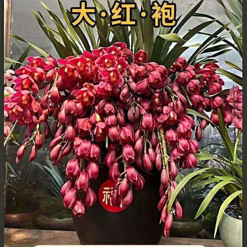 红色兰花盆栽带花苞冬季开花室内客厅装饰植物蕙兰盆栽年宵花植物