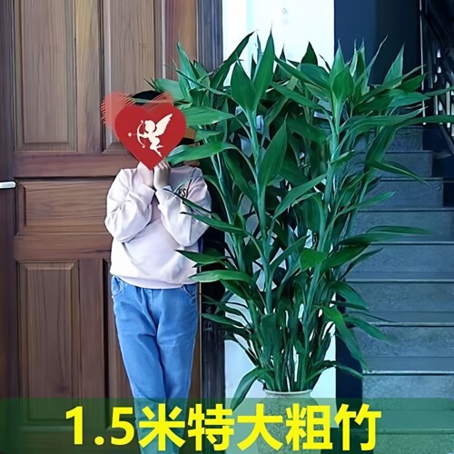 1.5米大粗竹 富贵竹水培植物大叶竹转运竹盆栽植物室内绿植花