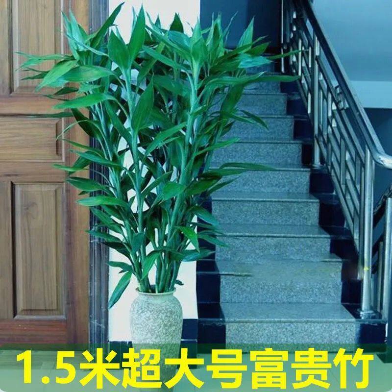 【大粗竹】富贵竹水培植物大叶竹