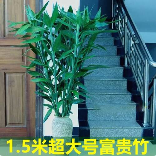 【大粗竹】富贵竹水培植物大叶竹转运竹盆栽植物室内绿植花卉水养