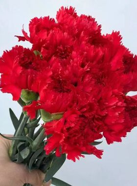 红色康乃馨花束鲜花速递节日送礼水养鲜花云南昆明直发鲜花