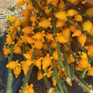 黄金果鲜花五代果新鲜枝杆装饰摆件装饰鲜切花黄金茄