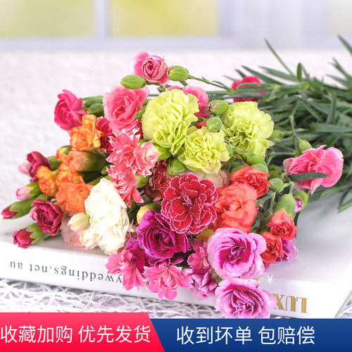 康乃馨鲜花向日葵水养云南