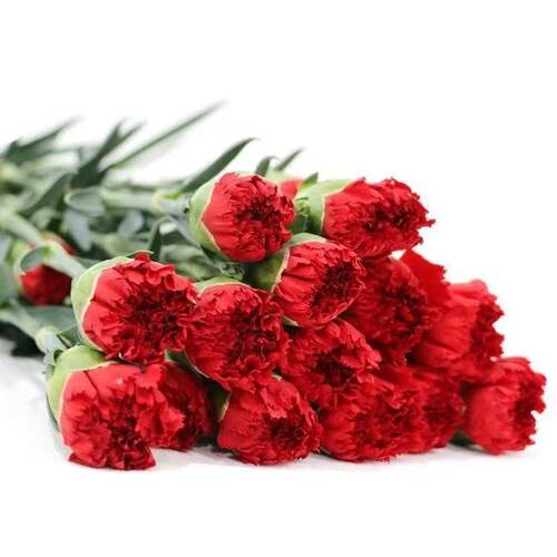 红色康乃馨花束鲜花速递生日礼物送女友表白花材