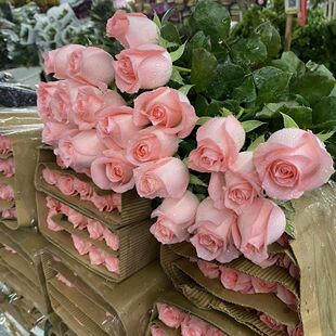 戴安娜玫瑰鲜花特级玫瑰花昆明基地直发水养真花客厅装饰摆件云南