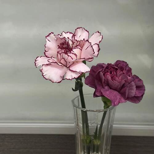 康乃馨鲜花云南昆明鲜花玫瑰花束生日礼物送女友