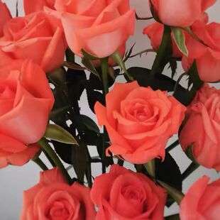 粉色影星玫瑰花云南昆明鲜切花水养鲜花浪漫水养鲜花节日表白