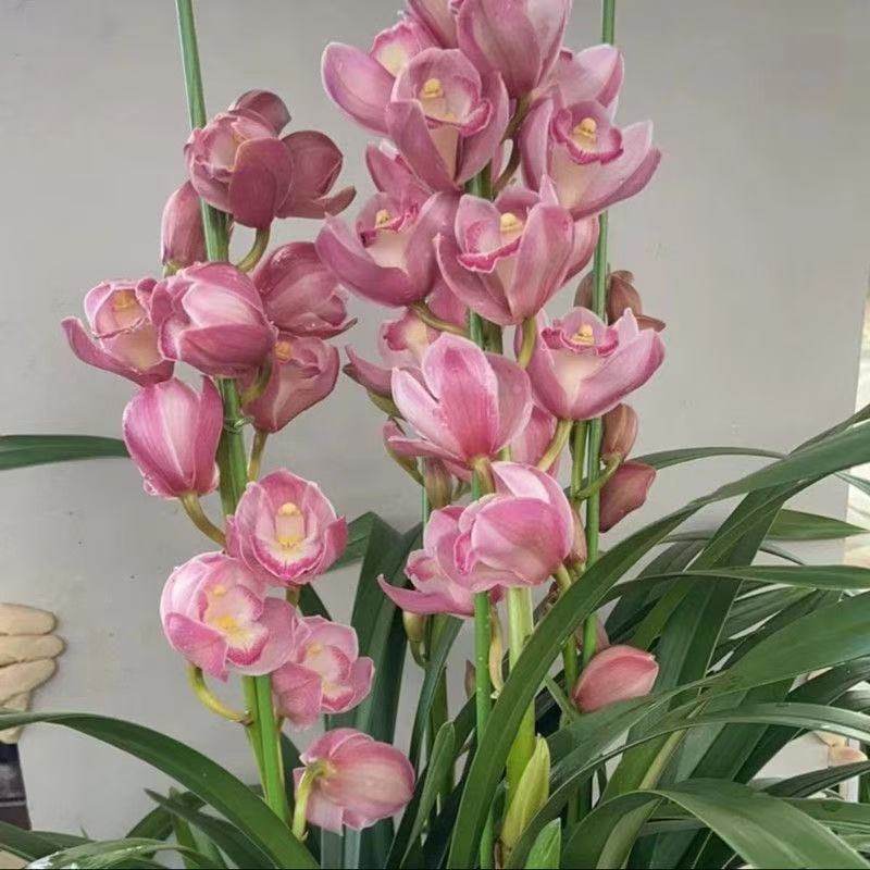 兰花大花蕙兰原盆带花苞大苗办公室绿植庭院室内室外绣球兰花原盆,鲜花速递/花卉仿真/绿植园艺,国兰/杂交兰/洋兰类,淘宝优惠券,粉丝福利购,淘宝优惠卷