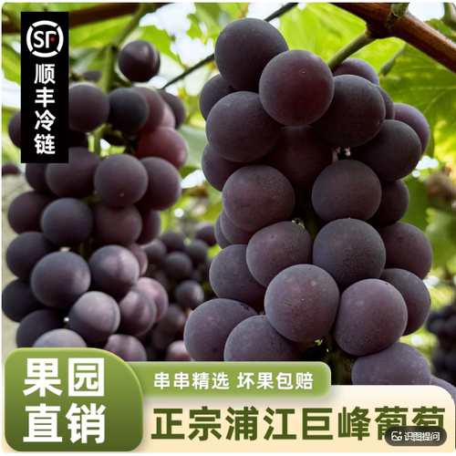 正宗浙江浦江巨峰葡萄新鲜鲜果整箱批发马陆葡萄特大整串送礼5斤