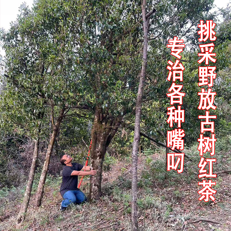 2026年野放古树红茶高香高甜
