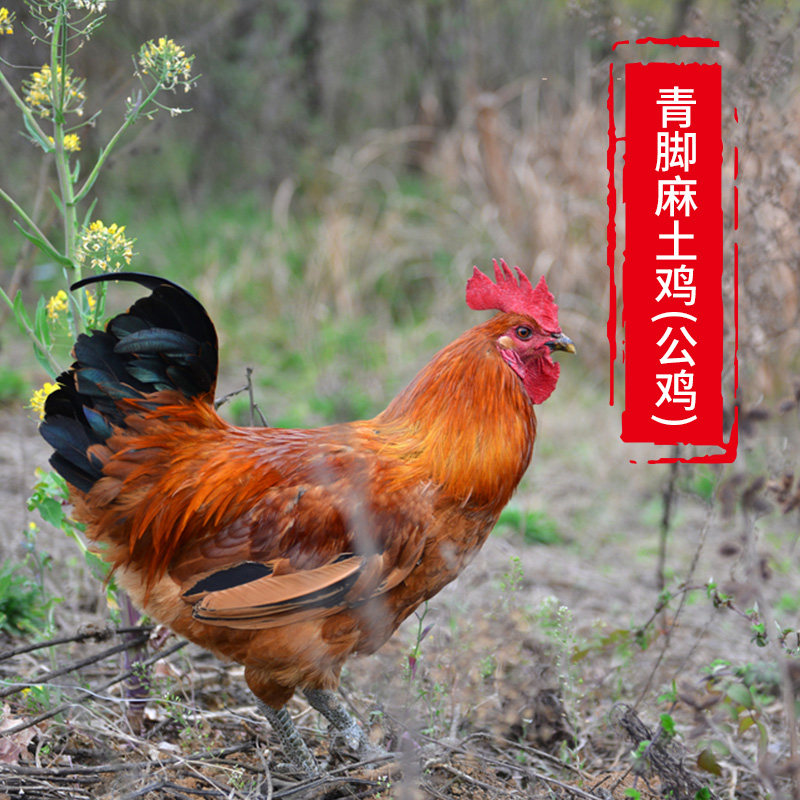 剑门关土鸡青脚麻公鸡6斤/只整只现杀新鲜鸡肉冰冻发货煲汤散养鸡