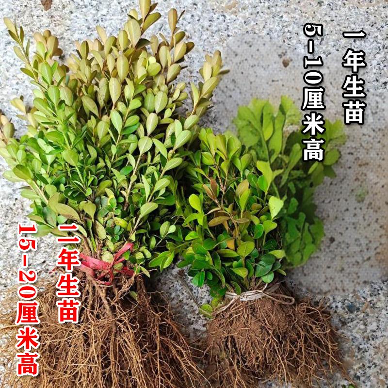 瓜子黄杨苗小叶四季常青庭院耐旱
